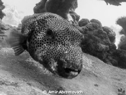 gropper in motion by Amir Abramovich 